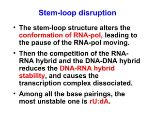 • The stem-loop structure alters the
conformation of RNA-pol, leading to
the pause of the RNA-pol moving.
• Then the competition of the RNA-
RNA hybrid and the DNA-DNA hybrid
reduces the DNA-RNA hybrid
stability, and causes the
transcription complex dissociated.
• Among all the base pairings, the
most unstable one is rU:dA.
Stem-loop disruption
 