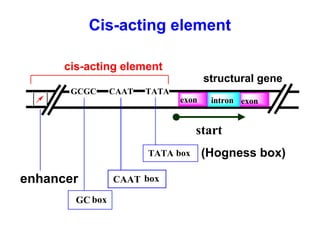 structural gene
GCGC CAAT TATA
intronexon exon
start
CAAT box
GC box
enhancer
cis-acting element
TATA box (Hogness box)
Cis-acting element
 