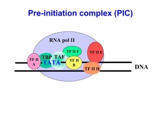 Pre-initiation complex (PIC)
RNA pol II
TF II F
TBP TAF
TATA
DNA
TF II
A
TF II
B
TF II E
TF II H
 