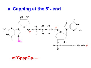 CH3
O
O OH
CH2
PO
O
O
N
NH
N
N
O
NH2
AAAAA-OH
O
Pi
5'
3'
O
OHOH
H2C
N
HN
N
N
O
H2N O P
O
O
O P
O
O
O P
O
O
5'
a. Capping at the 5′- end
m7
GpppGp----
 