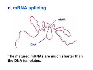 The matured mRNAs are much shorter than
the DNA templates.
DNA
mRNA
c. mRNA splicing
 