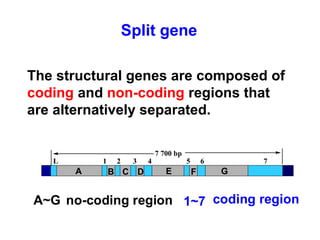 A~G no-coding region 1~7 coding region
L 1 2 3 4 5 6 7
7 700 bp
The structural genes are composed of
coding and non-coding regions that
are alternatively separated.
Split gene
EA B C D F G
 