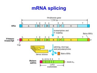 mRNA splicing
 