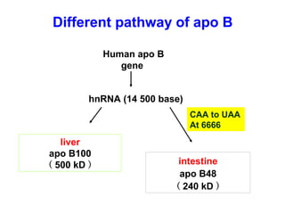 Different pathway of apo B
Human apo B
gene
hnRNA (14 500 base)
liver
apo B100
（ 500 kD ） intestine
apo B48
（ 240 kD ）
CAA to UAA
At 6666
 