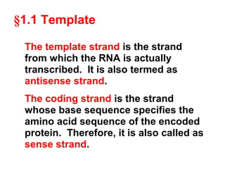 §1.1 Template
The template strand is the strand
from which the RNA is actually
transcribed. It is also termed as
antisense strand.
The coding strand is the strand
whose base sequence specifies the
amino acid sequence of the encoded
protein. Therefore, it is also called as
sense strand.
 