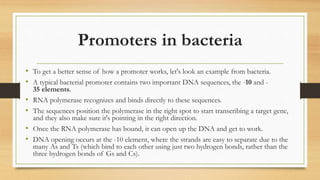 Promoters in bacteria
• To get a better sense of how a promoter works, let's look an example from bacteria.
• A typical bacterial promoter contains two important DNA sequences, the -10 and -
35 elements.
• RNA polymerase recognizes and binds directly to these sequences.
• The sequences position the polymerase in the right spot to start transcribing a target gene,
and they also make sure it's pointing in the right direction.
• Once the RNA polymerase has bound, it can open up the DNA and get to work.
• DNA opening occurs at the -10 element, where the strands are easy to separate due to the
many As and Ts (which bind to each other using just two hydrogen bonds, rather than the
three hydrogen bonds of Gs and Cs).
 