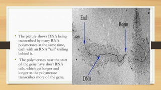 • The picture shows DNA being
transcribed by many RNA
polymerases at the same time,
each with an RNA "tail" trailing
behind it.
• The polymerases near the start
of the gene have short RNA
tails, which get longer and
longer as the polymerase
transcribes more of the gene.
 