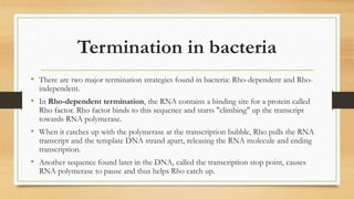 Termination in bacteria
• There are two major termination strategies found in bacteria: Rho-dependent and Rho-
independent.
• In Rho-dependent termination, the RNA contains a binding site for a protein called
Rho factor. Rho factor binds to this sequence and starts "climbing" up the transcript
towards RNA polymerase.
• When it catches up with the polymerase at the transcription bubble, Rho pulls the RNA
transcript and the template DNA strand apart, releasing the RNA molecule and ending
transcription.
• Another sequence found later in the DNA, called the transcription stop point, causes
RNA polymerase to pause and thus helps Rho catch up.
 