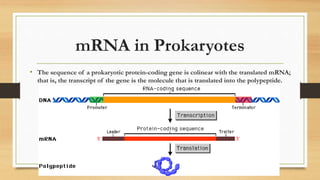 mRNA in Prokaryotes
• The sequence of a prokaryotic protein-coding gene is colinear with the translated mRNA;
that is, the transcript of the gene is the molecule that is translated into the polypeptide.
 