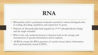 RNA
• Ribonucleic acid is a polymeric molecule essential in various biological roles
in coding, decoding, regulation, and expression of genes.
• Polymer of ribonucleotide held together by 3’ 5’ phosphodiester bridge
and are single stranded.
• RNA is the only molecule known to function both in the storage and
transmission of genetic information and in catalysis.
• All RNAs except the RNA genomes of certain viruses derive information
that is permanently stored in DNA.
 