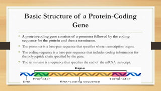 Basic Structure of a Protein-Coding
Gene
• A protein-coding gene consists of a promoter followed by the coding
sequence for the protein and then a terminator.
• The promoter is a base-pair sequence that specifies where transcription begins.
• The coding sequence is a base-pair sequence that includes coding information for
the polypeptide chain specified by the gene.
• The terminator is a sequence that specifies the end of the mRNA transcript.
 