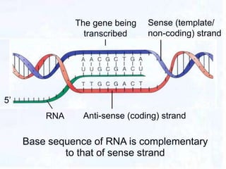 Base sequence of RNA is complementary
to that of sense strand
Anti-sense (coding) strandRNA
Sense (template/
non-coding) strand
5’
The gene being
transcribed
 