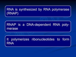 RNA is synthesized by RNA polymerase
(RNAP)
RNAP is a DNA-dependent RNA poly-
merase
It polymerizes ribonucleotides to form
RNA
 