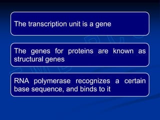 The transcription unit is a gene
The genes for proteins are known as
structural genes
RNA polymerase recognizes a certain
base sequence, and binds to it
 