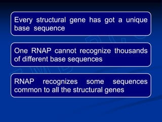 Every structural gene has got a unique
base sequence
One RNAP cannot recognize thousands
of different base sequences
RNAP recognizes some sequences
common to all the structural genes
 