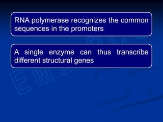 RNA polymerase recognizes the common
sequences in the promoters
A single enzyme can thus transcribe
different structural genes
 