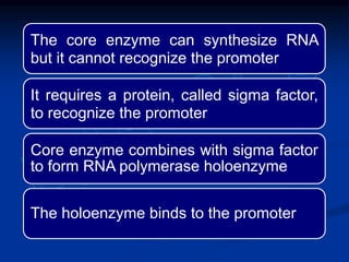 The core enzyme can synthesize RNA
but it cannot recognize the promoter
It requires a protein, called sigma factor,
to recognize the promoter
Core enzyme combines with sigma factor
to form RNA polymerase holoenzyme
The holoenzyme binds to the promoter
 