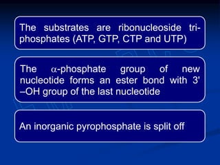 The substrates are ribonucleoside tri-
phosphates (ATP, GTP, CTP and UTP)
The a-phosphate group of new
nucleotide forms an ester bond with 3'
–OH group of the last nucleotide
An inorganic pyrophosphate is split off
 