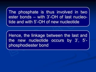 The phosphate is thus involved in two
ester bonds – with 3’-OH of last nucleo-
tide and with 5’-OH of new nucleotide
Hence, the linkage between the last and
the new nucleotide occurs by 3’, 5’-
phosphodiester bond
 