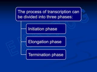 The process of transcription can
be divided into three phases:
Initiation phase
Elongation phase
Termination phase
 