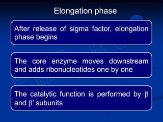 After release of sigma factor, elongation
phase begins
The core enzyme moves downstream
and adds ribonucleotides one by one
The catalytic function is performed by b
and b’ subunits
Elongation phase
 