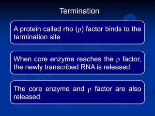A protein called rho (r) factor binds to the
termination site
When core enzyme reaches the r factor,
the newly transcribed RNA is released
The core enzyme and r factor are also
released
Termination
 