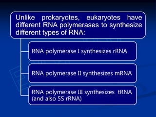 Unlike prokaryotes, eukaryotes have
different RNA polymerases to synthesize
different types of RNA:
RNA polymerase I synthesizes rRNA
RNA polymerase II synthesizes mRNA
RNA polymerase III synthesizes tRNA
(and also 5S rRNA)
 