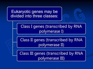 Eukaryotic genes may be
divided into three classes:
Class I genes (transcribed by RNA
polymerase I)
Class II genes (transcribed by RNA
polymerase II)
Class III genes (transcribed by RNA
polymerase III)
 