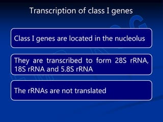 Class I genes are located in the nucleolus
They are transcribed to form 28S rRNA,
18S rRNA and 5.8S rRNA
The rRNAs are not translated
Transcription of class I genes
 