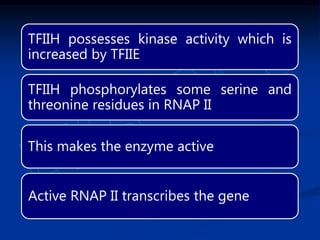 TFIIH possesses kinase activity which is
increased by TFIIE
TFIIH phosphorylates some serine and
threonine residues in RNAP II
This makes the enzyme active
Active RNAP II transcribes the gene
 