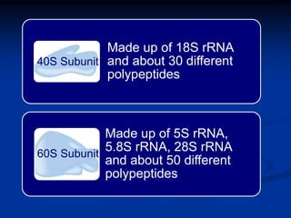 Made up of 18S rRNA
and about 30 different
polypeptides
Made up of 5S rRNA,
5.8S rRNA, 28S rRNA
and about 50 different
polypeptides
40S Subunit
60S Subunit
 