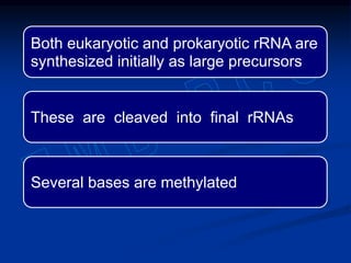 Both eukaryotic and prokaryotic rRNA are
synthesized initially as large precursors
These are cleaved into final rRNAs
Several bases are methylated
 