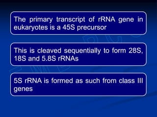 The primary transcript of rRNA gene in
eukaryotes is a 45S precursor
This is cleaved sequentially to form 28S,
18S and 5.8S rRNAs
5S rRNA is formed as such from class III
genes
 
