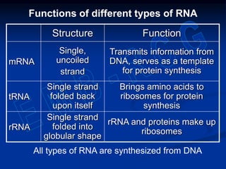 Functions of different types of RNA
Structure Function
mRNA
Single,
uncoiled
strand
Transmits information from
DNA, serves as a template
for protein synthesis
tRNA
Single strand
folded back
upon itself
Brings amino acids to
ribosomes for protein
synthesis
rRNA
Single strand
folded into
globular shape
rRNA and proteins make up
ribosomes
All types of RNA are synthesized from DNA
 