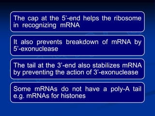 The cap at the 5’-end helps the ribosome
in recognizing mRNA
It also prevents breakdown of mRNA by
5’-exonuclease
The tail at the 3’-end also stabilizes mRNA
by preventing the action of 3’-exonuclease
Some mRNAs do not have a poly-A tail
e.g. mRNAs for histones
 