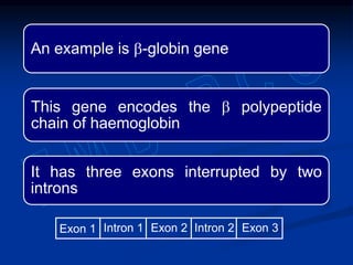 An example is b-globin gene
This gene encodes the b polypeptide
chain of haemoglobin
It has three exons interrupted by two
introns
Exon 1 Exon 2 Exon 3Intron 1 Intron 2
 