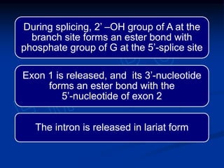 During splicing, 2’ –OH group of A at the
branch site forms an ester bond with
phosphate group of G at the 5’-splice site
Exon 1 is released, and its 3’-nucleotide
forms an ester bond with the
5’-nucleotide of exon 2
The intron is released in lariat form
 