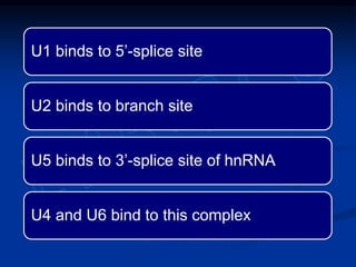 U1 binds to 5’-splice site
U2 binds to branch site
U5 binds to 3’-splice site of hnRNA
U4 and U6 bind to this complex
 