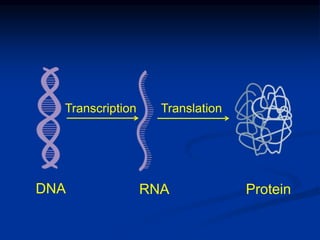 DNA RNA Protein
Transcription Translation
 