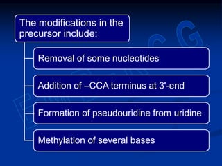 The modifications in the
precursor include:
Removal of some nucleotides
Addition of –CCA terminus at 3'-end
Formation of pseudouridine from uridine
Methylation of several bases
 