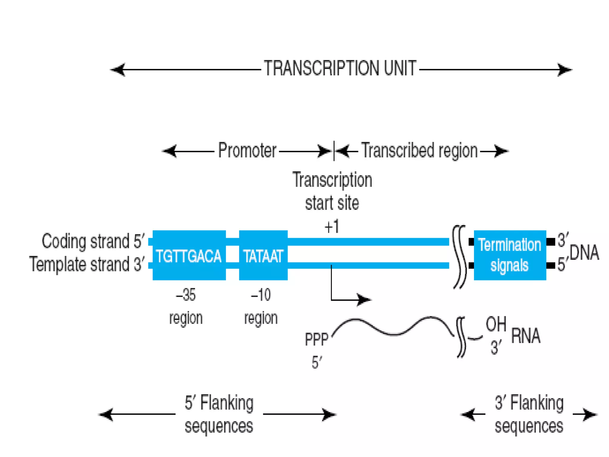 Transcription of DNA | PPTX