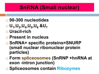 Snrp Transcription of DNA | PPTX