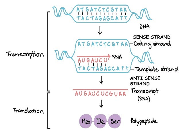 Transcription