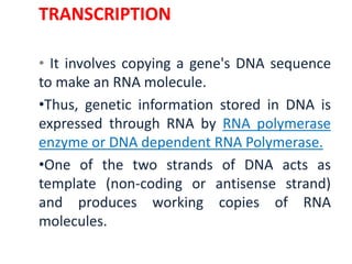 TRANSCRIPTION
• It involves copying a gene's DNA sequence
to make an RNA molecule.
•Thus, genetic information stored in DNA is
expressed through RNA by RNA polymerase
enzyme or DNA dependent RNA Polymerase.
•One of the two strands of DNA acts as
template (non-coding or antisense strand)
and produces working copies of RNA
molecules.
 