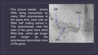 Transcription | PPTX