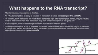 Transcription | PPTX