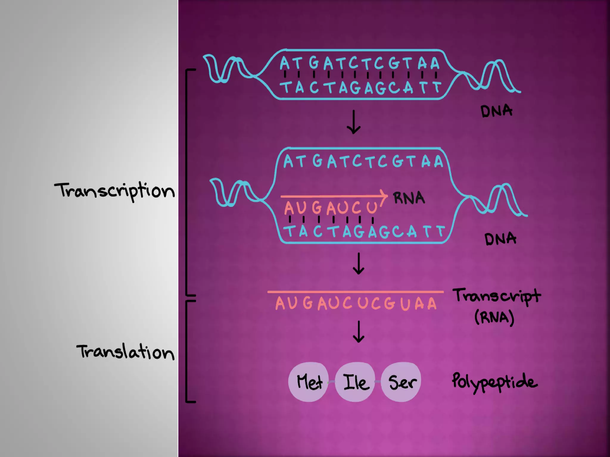 Transcription | PPTX