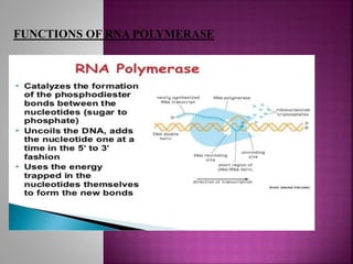 FUNCTIONS OF RNA POLYMERASE
 