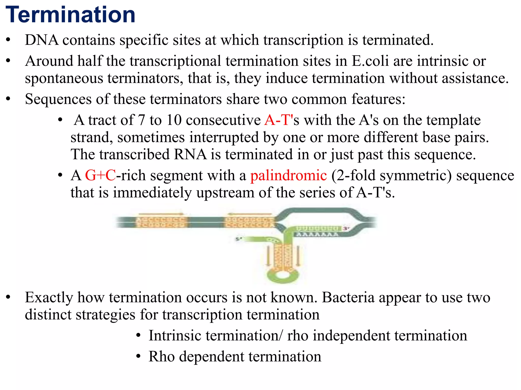 Termination
• DNA contains specific sites at which transcription is terminated.
• Around half the transcriptional termination sites in E.coli are intrinsic or
spontaneous terminators, that is, they induce termination without assistance.
• Sequences of these terminators share two common features:
• A tract of 7 to 10 consecutive A-T's with the A's on the template
strand, sometimes interrupted by one or more different base pairs.
The transcribed RNA is terminated in or just past this sequence.
• A G+C-rich segment with a palindromic (2-fold symmetric) sequence
that is immediately upstream of the series of A-T's.
• Exactly how termination occurs is not known. Bacteria appear to use two
distinct strategies for transcription termination
• Intrinsic termination/ rho independent termination
• Rho dependent termination
 