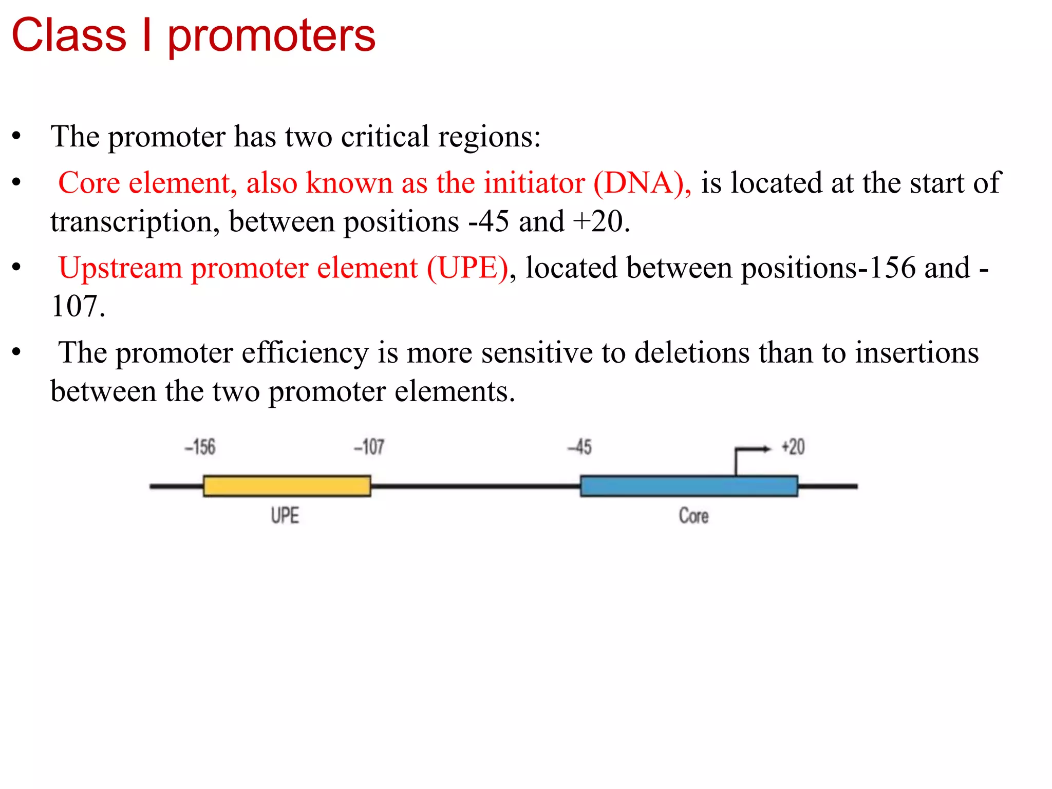 Class I promoters
• The promoter has two critical regions:
• Core element, also known as the initiator (DNA), is located at the start of
transcription, between positions -45 and +20.
• Upstream promoter element (UPE), located between positions-156 and -
107.
• The promoter efficiency is more sensitive to deletions than to insertions
between the two promoter elements.
 